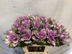 Brassica Rigel 60cm