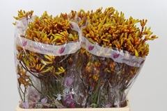 Anigozanthos Gold Fever 60cm