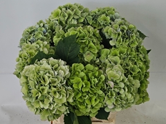Hydrangea Verena Blue Classic 60cm 17-19cm Hd