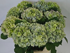 Hydrangea Verena Blue Classic 80cm 19-21cm Hd