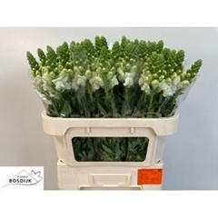 Antirrhinum Avignon White 75cm