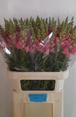 Antirrhinum Potomac Pink 80cm