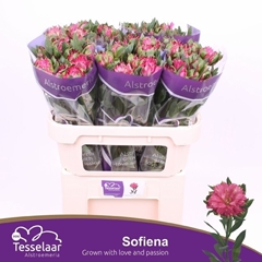 Alstroemeria Fashionista Sofiena 70cm 50gr.