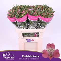 Alstroemeria Bubblicious 75cm 60gr.