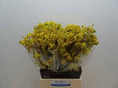 Anigozanthos Yellow Gem 50cm