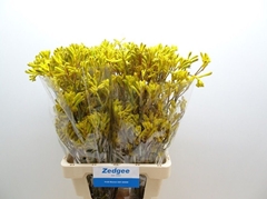 Anigozanthos Yellow Gem 70cm