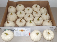 Cucurbita Pepo Baby Boo 10cm