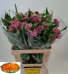 Asclepias Incarnata Soulmate 65cm