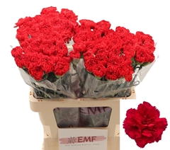 Dianthus Single Sparta+ 60cm