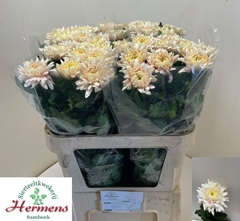 Chrysanth Single Pandion Salmon 80cm 110gr.