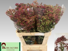 Heptacodium Royale Red Star 80cm