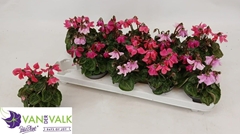 Cyclamen Super Serie Pettico 9Ø 17cm