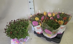 Chrysanthemum Garden Mums Mix 15Ø 30cm