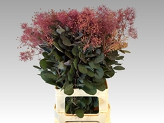 Cotinus Coggygria Magical Torch 70cm