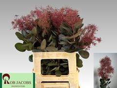 Cotinus Coggygria Magical Torch 60cm