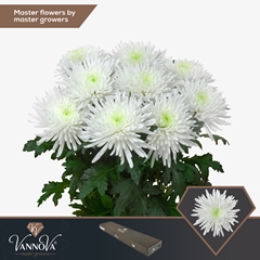 Chrysanth Single Topspin 70cm 85gr.