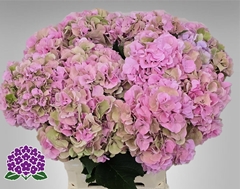 Hydrangea Royal Symphony 60cm 17-19cm Hd