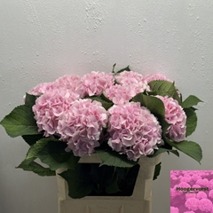 Hydrangea Verena 80cm 18-20cm Hd