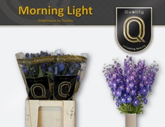 Delphinium Double Delphi's Morninglight 70cm