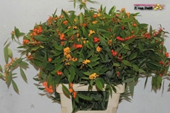 Euphorbia Fulgens Spray Mix 70cm 5cm Hd