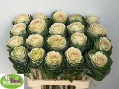 Brassica White Crane 65cm