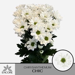 Chrysanth Spray Chic 70cm 50gr.