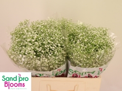 Gypsophila Paniculata Zinzi Discovery 50cm 5gr.