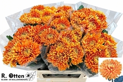 Chrysanth Single Astro 75cm 110gr.
