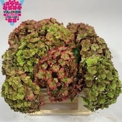Hydrangea Royal Anastasia Classic 40cm 14-16cm Hd