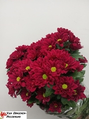 Chrysanth Spray Mexicano 70cm 55gr.