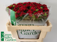Dianthus Barb Sweet Will Red 56cm