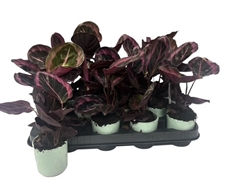 Calathea Dottie 7Ø 25cm