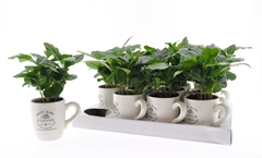 Coffea 9Ø 15cm
