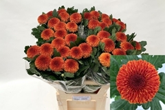 Chrysanth Single Kiev Bicolour 75cm 65gr.