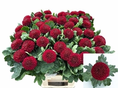 Chrysanth Single Kiev Dark 80cm 50gr.