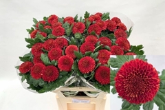 Chrysanth Single Kiev 75cm 65gr.