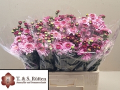 Chrysanth Spray Beppie Purper 55cm 200gr.