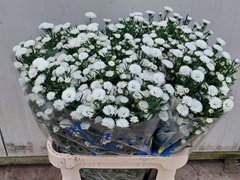 Aster Pretty Wendy 85cm 35gr.