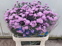 Aster Amellus Astee Pink Pearl 85cm 35gr.