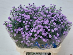 Aster Astee Mini Baby Blue 80cm 30gr.