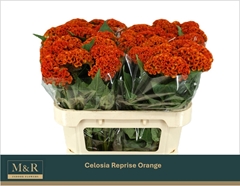 Celosia Reprise Orange 72cm