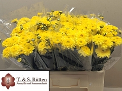 Chrysanth Spray Beppie Yellow 55cm 250gr.