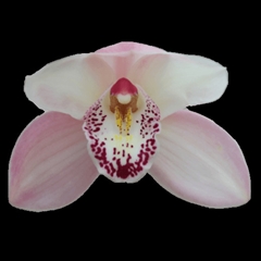 Cymbidium Summer Magic Pink 100cm