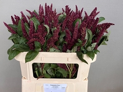 Amaranthus Hypochondriacus Pygmy Torch 70cm
