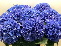 Hydrangea Royal Parade 80cm 22-24cm Hd