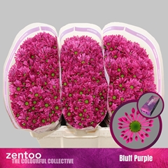 Chrysanth Santini Aaa Bluf Purple 55cm 40gr.