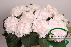 Hydrangea Sweet Verena 60cm 12-14cm Hd