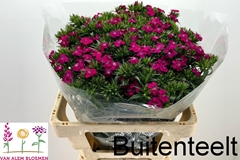 Dianthus Barb Neon Cher 55cm