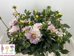 Dahlia Dezign Wedding Pink 60cm