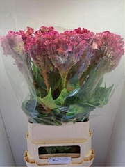 Celosia Turbo Rose 100cm